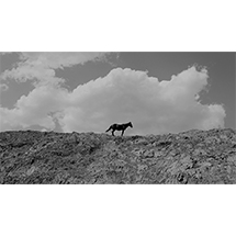 Stray in the Mountains